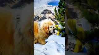 Tibetan Mastiff in the Himalayas Majestic Walk Through Snow [upl. by Sheppard]