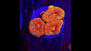 acanthastrea coralreefaquarium coralreef fishtank saltwateraquarium meerwasseraquaristik [upl. by Panter]