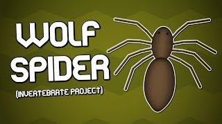 Wolf Spider  Invertebrate Project [upl. by Norda169]