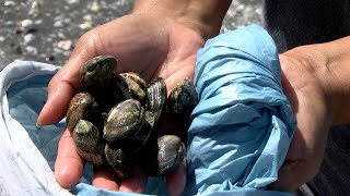 Étang de Berre  la pêche aux palourdes interdite [upl. by Rinna]