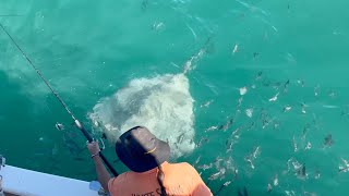 Great White Shark Mossel Bay Update 20032024 [upl. by Nikolaus]