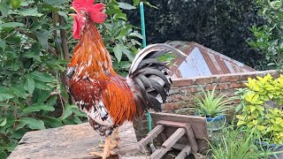 rooster crowing alarming [upl. by Shanahan]