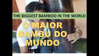 Maior bambu do mundo  Tailândia  The biggest bamboo in the world [upl. by Htir]