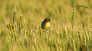 黄胸鹀 Yellowbreasted Bunting [upl. by Salocin694]