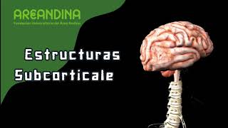 Estructuras corticales y subcorticales eje 4 Neuroanatomía Areandina [upl. by Amelina]