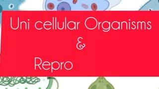 Unicellular Organisms and Their Reproduction । Scripted by Dr Kunal । एक कोशिक जीव के बारे में [upl. by Anirtac]