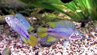 Apistogramma borellii Pflege und Zucht im Aquarium [upl. by Atul]