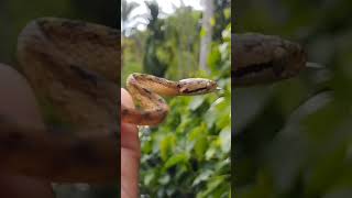 Boiga ceylonensis 🐍 nature snake [upl. by Llenad]