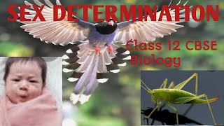 Sex DeterminationClass 12 CBSE Principles of inheritance and variation [upl. by Lebbie]