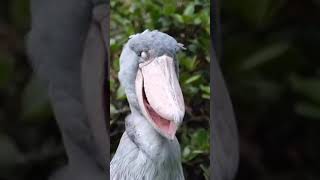 Shoebill Stork  Shoebill Sounds Like Machine Gun shoebill shoebillstork birds 1minuteknowledge [upl. by Moguel]