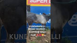 KUNDARAPALLI FRIDAY MARKET  కుందారపల్లె ఆవుల సంత 💥💯🦁 cow adhukattupadigai adhukattupandaga [upl. by Emmeram201]