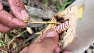 Hunting for and eating a witchetty grub [upl. by Grosberg918]