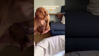 Meeting our vizsla puppy for the first time [upl. by Ylelhsa]