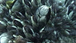 gooseneck barnacle [upl. by Eudosia]