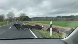 Des sangliers sur la route à Kehlen [upl. by Lebaron]