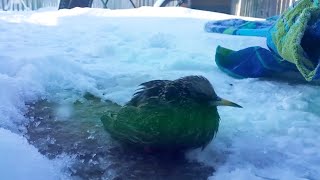 Une femme découvre un oisillon congelé enfoui dans la neige Pourratelle le réchauffer à temps [upl. by Meisel]