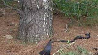 Cat Bird defends against Black Rat Snake [upl. by Ennoved]