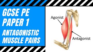 AQA GCSE PE What Is An Antagonistic Pair  Agonist  Antagonist  Muscle Action  Movement [upl. by Outlaw424]