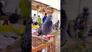 PRIMASTAR PS pigeon merpatikolong [upl. by Alyce380]