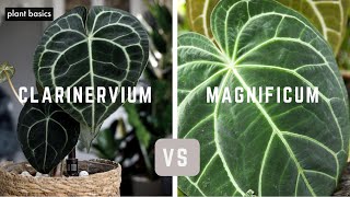 Anthurium Clarinervium vs Anthurium Magnificum  Which is better [upl. by Mishaan]