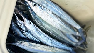 Gar fishing Mooloolaba Sunshine Coast [upl. by Etta]