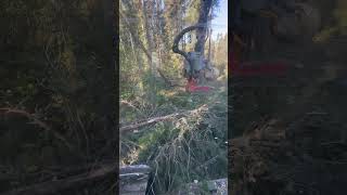 logging quebec forestry wood forestmachine forestrymachinery foresterie🌲 tigercat logmax [upl. by Bathsheb]