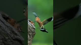 eurasian hoopoe call  hoopoe call sound  hoopoe song bird [upl. by Afital]