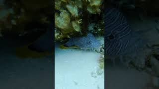 Cozumel Splendid Toadfish [upl. by Hirasuna]