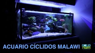 Acuario PECES CICLIDOS MALAWI 1 año más tarde Aquarium Centrofama [upl. by Junieta]