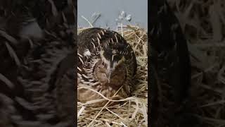 My pet japanese quail  36  coturnix japonica quail petchicken short [upl. by Alorac]