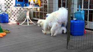 Samoyed mom playing with puppies [upl. by Cybill]