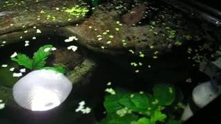 duckweed diy filter for aquariums [upl. by Nitsyrc959]