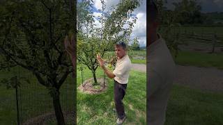 European Pears Ripen From The Inside [upl. by Arelus]