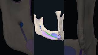 Mylohyoid Line of the Mandible Shorts Anatomy mbbs education [upl. by Larsen]