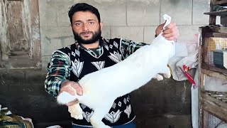 Rabbit farm  North Kashmir ussan pattan [upl. by Curcio350]