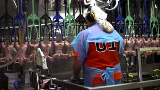 Understanding Poultry Inspection [upl. by Neelyahs]