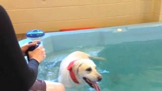 Holistic Vet Care  Water Therapy for Dogs [upl. by Cuhp]