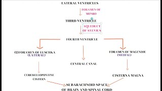 CSF CIRCULATION [upl. by Gnem]