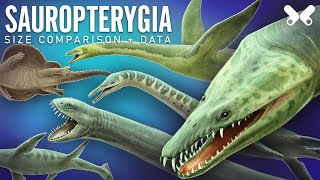 PLESIOSAURS and other Sauropterygians size comparison and data [upl. by Akinoj780]