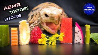 ASMR Mukbang Eating 10 Foods ✨ Turtle Tortoise 142 [upl. by Burtie]