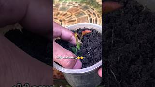 ഇതൊക്കെ Try ചെയ്ത് നോക്കിയിട്ട് support ചെയ്യാം diy gardening rose roserooting gardenideas tip [upl. by Rainie]