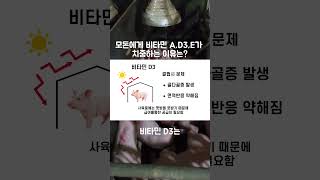 모돈에게 비타민 AD3E가 치중하는 이유는 네이버 스마트스토어 “인섹트밸런스 No1” 구매하세요 [upl. by Ianahs]