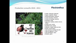 Plectranthus plante annuelle [upl. by Menken]