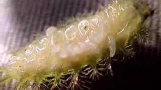 Parasitoid infested caterpillar [upl. by Anrahc]