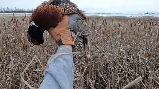 New Years Eve 2023  SD Pheasant Hunting LIMIT [upl. by Meid]