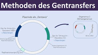 Methoden des Gentransfers  Vektoren Plasmide Transformation  Gentechnik 47 [upl. by Genevieve]