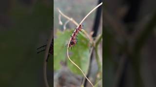 Gulf Fritillary Caterpillars amp a Variegated Fritillary Butterfly [upl. by Dinesh]