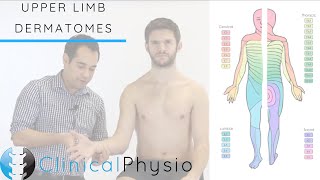 Upper Limb Dermatomes  Clinical Physio [upl. by Dinah283]