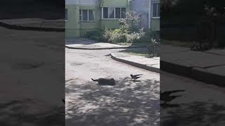 Courageous Crow Tries to Stop Feud Between Two Cats  Viralhog [upl. by Kcin712]