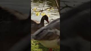 Geese parade in Saint Nazaire France goose parade saintnazaire [upl. by Spark]